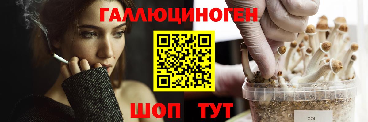 Псилоцибиновые грибы Psilocybine cubensis Старая Русса